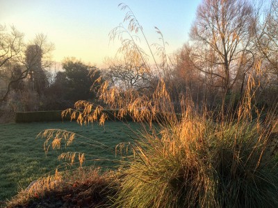 Stipa gigantea - medium image 2