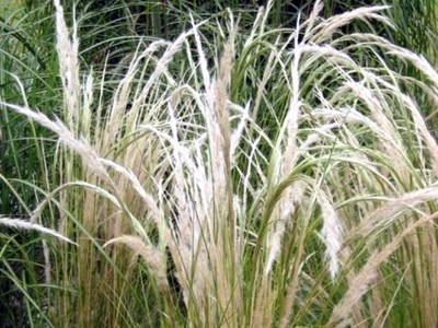 Stipa ichu AGM - medium image 2