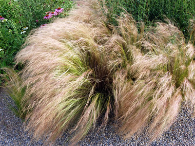 Stipa tenuissima - medium image 2