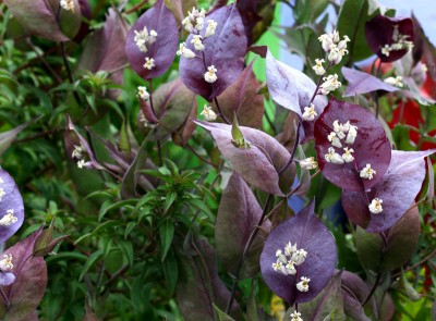 Streptanthus farnsworthianus - medium image 2