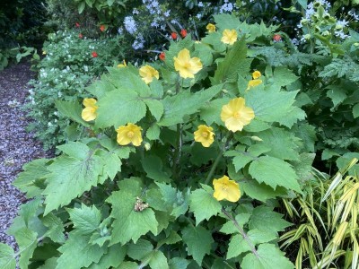 Stylophorum lasiocarpum - medium image 2