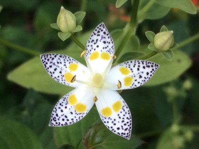 Swertia bimaculata - medium image 2