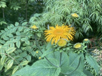 Telekia speciosa - medium image 2