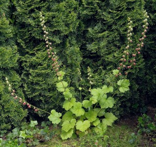Tellima grandiflora - medium image 2