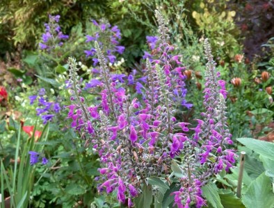 Teucrium betonicum - medium image 2