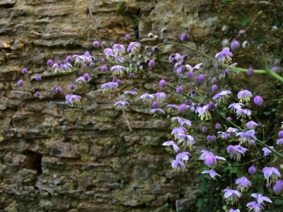 Thalictrum delavayi - medium image 2