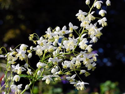Thalictrum delavayi 'Album' - medium image 2
