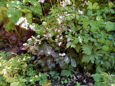 Thalictrum ichangengse - medium image 2