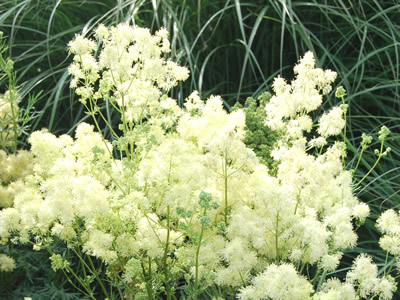 Thalictrum lucidum - medium image 2