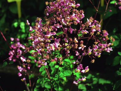 Thalictrum rochebrunianum AGM - medium image 2