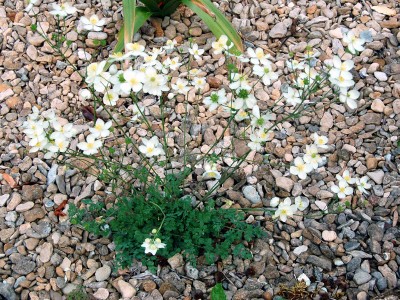 Thalictrum tuberosum - medium image 2