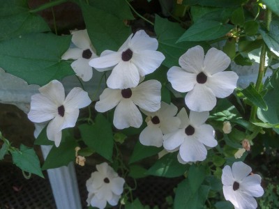 Thunbergia alata 'Suzie White' - medium image 2