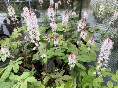 Tiarella 'Pink Skyrocket' - medium image 2