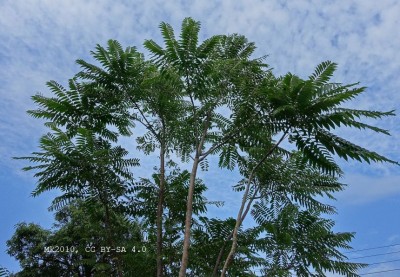 Toona sinensis - medium image 2