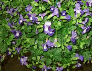 Torenia fournieri - medium image 2
