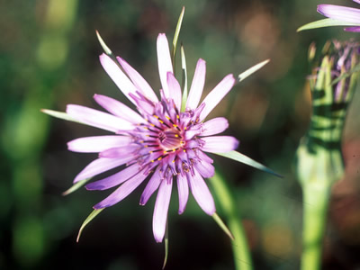 Tragopogon crocifolius - medium image 2