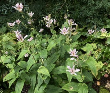 Tricyrtis hirta - medium image 2