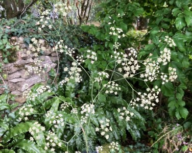 Trinia glauca - medium image 2