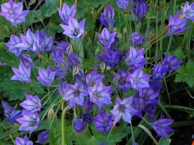 Tritelia laxa 'Queen Fabiola' - medium image 2