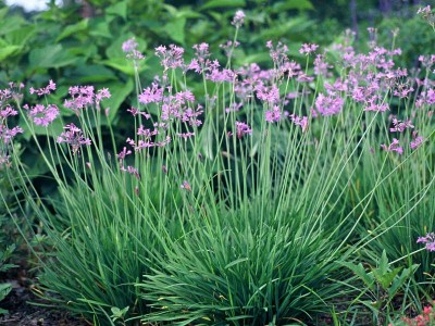Tulbaghia violacea - medium image 2