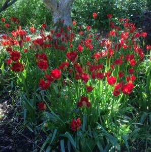 Tulipa sprengeri AGM - medium image 2