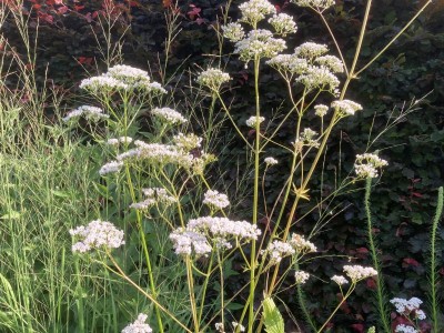 Valeriana officinalis - medium image 2