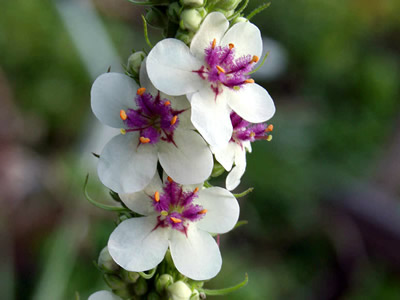 Verbascum chaixii 'Album' - medium image 2