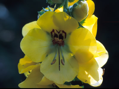 Verbascum creticum - medium image 2
