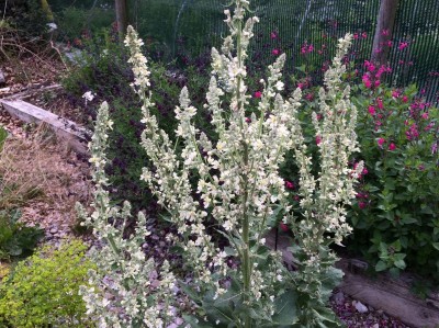 Verbascum lychnitis - medium image 2