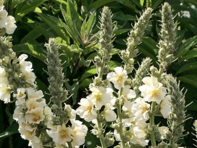 Verbascum phlomoides 'Spica' - medium image 2