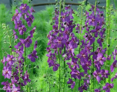 Verbascum phoeniceum 'Violetta' - medium image 2