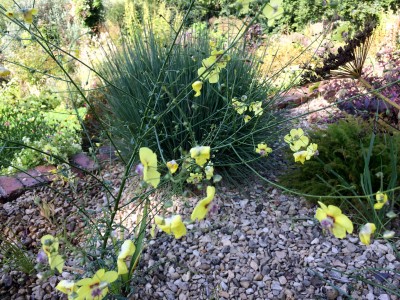 Verbascum roripifolium - medium image 2