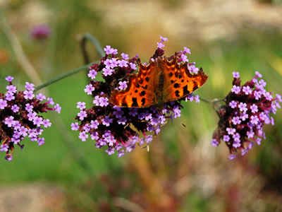 Verbena bonariensis - medium image 2