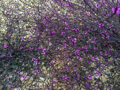 Verbena officinalis 'Bampton' - medium image 2