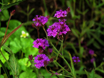 Verbena rigida - medium image 2