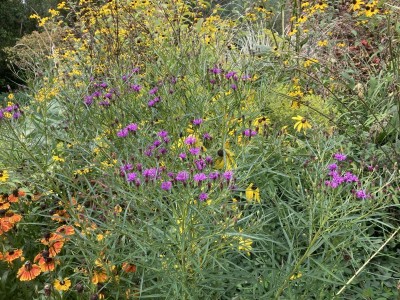 Vernonia lettermannii - medium image 2