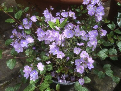 Veronica petraea 'Madame Mercier' - medium image 2