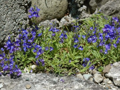 Veronica prostrata AGM - medium image 2