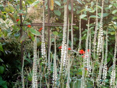 Veronicastrum virginicum 'Album' - medium image 2