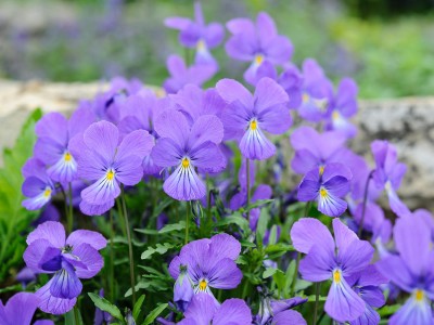 Viola corsica - medium image 2