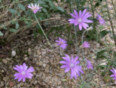 Xeranthemum annuum - medium image 2