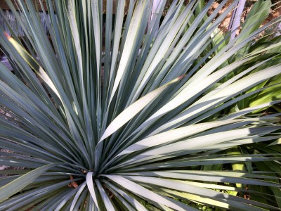 Yucca rostrata - medium image 2