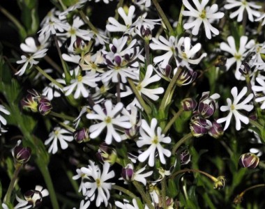Zaluzianskya capensis - medium image 2