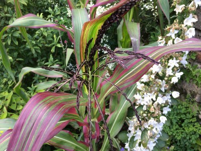 Zea japonica Variegata - medium image 2