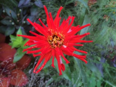 Zinnia elegans 'Inca' - medium image 2