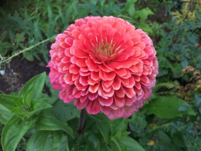 Zinnia elegans 'Senora' - medium image 2