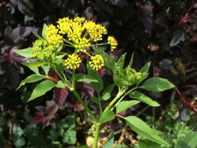 Zizia aurea - medium image 2
