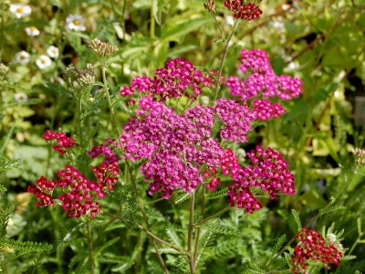 Achillea millefolium 'Cassis' - medium image 3