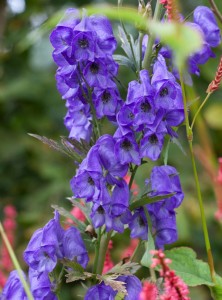 Aconitum carmichaelii 'Arendsii' - medium image 3