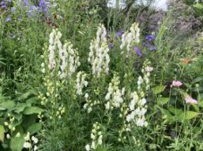 Aconitum napellus 'Album' - medium image 3